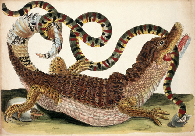 Book Illustration of a Crocodile Eating a Snake by Maria Sibylla Merian