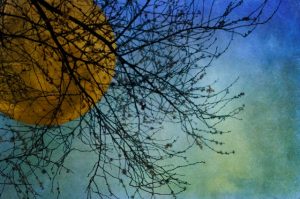 Winter Moon