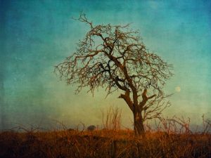 Moon tree by Paul Grand