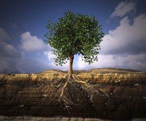 Roots by Volker Möhrke