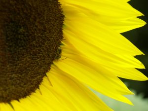 Joni's sunflowers by Diane Page of Maggie Valley, NC