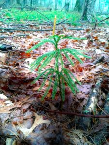 Evergreen seedling by Janice Montecalvo of Providence, RI