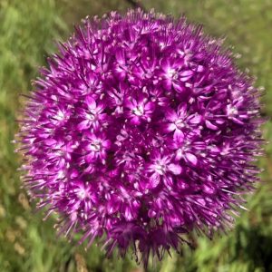 Purple flower by Janice Montecalvo of Providence, RI
