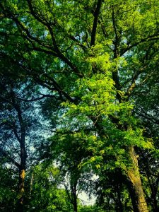 Spring Green by Janice Montecalvo of Providence, RI