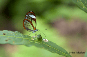 Esperito or Glass Winged Butterfly by Britt Nielsen of www.LiveYourTrueNature.com