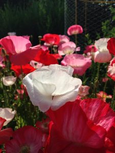 Flowers by Yvonne Nelson