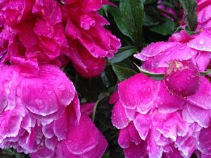 Rain Roses by Laurie Farrington of St. Albans, VT
