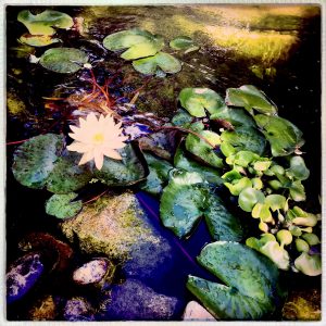 Dede's Lily Pad by Deanna Brinkman