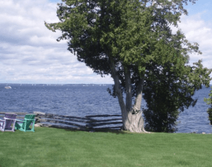 Gorgeous Tree by the Water by Laurie Farrington of St. Albans, VT