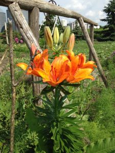 Lillies by Yvonne Nelson