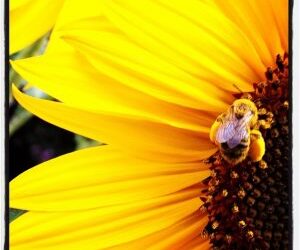 Astrolore’s Weekly Astrology Weather: August 3, 2015 through August 9, 2015