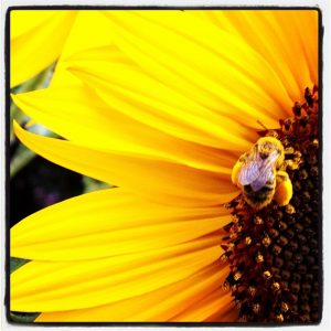 Sunflower by Laurie Farrington of St. Albans, VT
