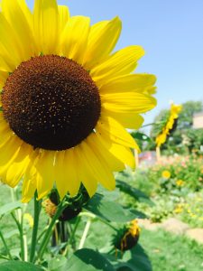 Sunflowers by Harmony Hansen