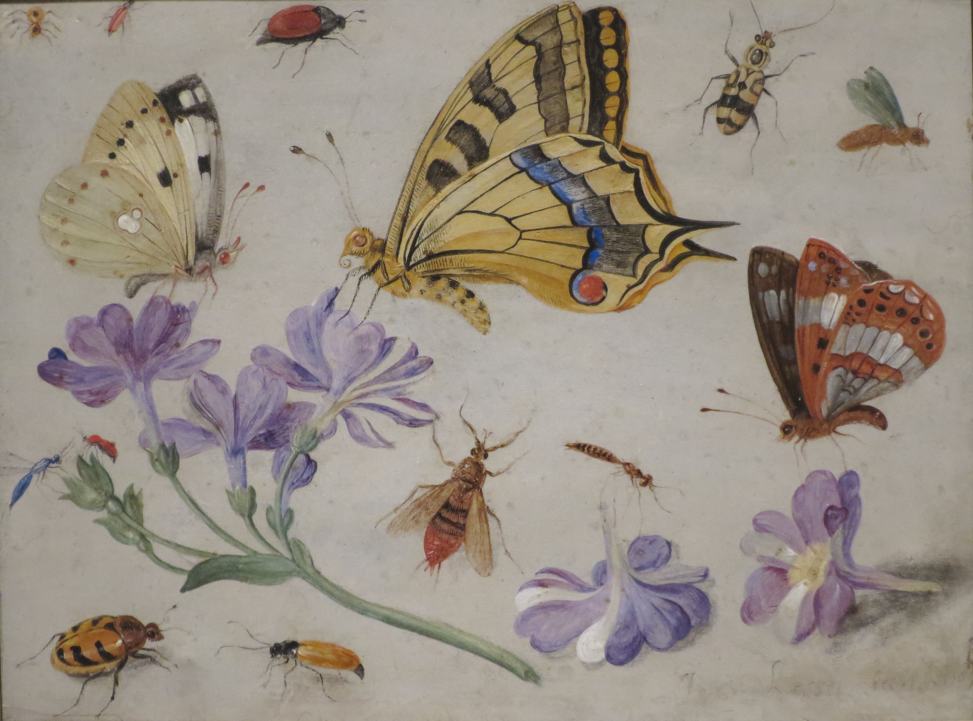Butterflies, Other Insects, and Flowers by Jan van Kessel via Wiki Commons